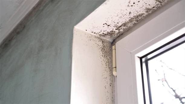 Best Mold Remediation  in Salem, MO