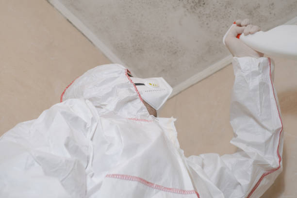 Best Mold Removal Specialists  in Salem, MO